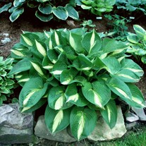 Hosta 'Ann Kulpa'