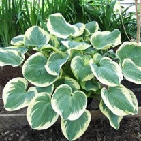 Hosta 'Barbara Ann'