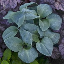 Hosta 'Blue Elf' 