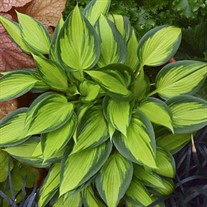 Hosta 'June Spirit'