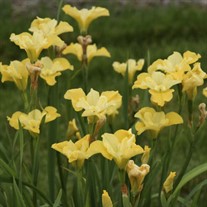 Iris sibirica 'Sunfisher'