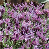 Blueberry Ruffles Spanish Lavender