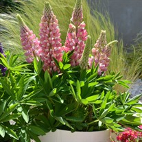 Lupinus MINI GALLERY Series - Pink Bicolor