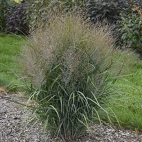 Panicum v. 'Gunsmoke' 