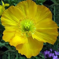 Papaver n. 'Champagne Bubbles Yellow