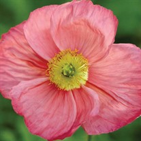 Papaver n. 'Champagne Bubbles Pink'