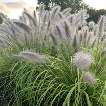 Pennisetum a. 'Lemon Squeeze' PPAF