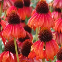 'Firebird' Coneflower