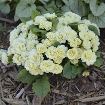 Primula v. BELARINA CREAM BELARINA Series
