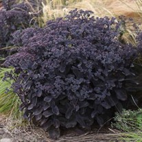 Sedum 'Back in Black'  ROCK 'N GROW Collection