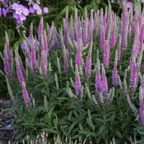 Veronica 'Pink Potion' MAGIC SHOW Collection