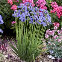 Agapanthus 'Little Galaxy' PPAF Galaxy Collection