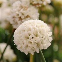 Armeria 'Ballerina White'