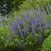 Baptisia 'Blueberry Sundae' DECADENCE Series