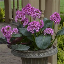 Bergenia 'Miss Piggy' PP32132 CPBRAF