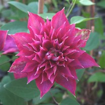 Clematis 'Fireflame'