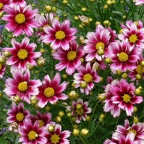 Coreopsis LI'L BANG Series 'Starstruck'