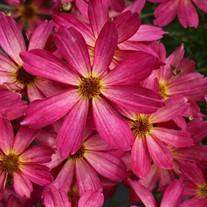 Coreopsis 'Sweet Tart'