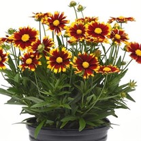 Coreopsis UpTick Red