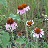 Echinacea angustifolia