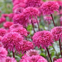 Echinacea Lovely Lolly Coneflower