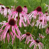 Echinacea pallida