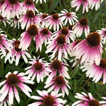 Echinacea 'Pretty Parasols'