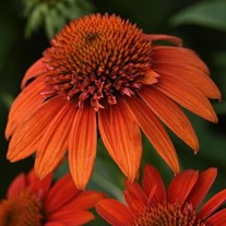 Echinacea Sombrero Fiesta Orange