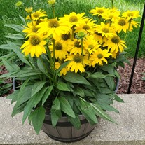 Echinacea Sombrero Poco Yellow
