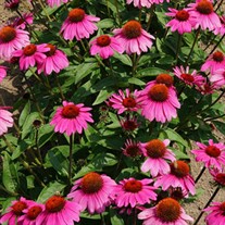 Sombrero Rosada Coneflower