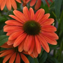 Echinacea Sombrero Tango Tangerine