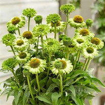 Echinacea SunSeekers Apple Green Coneflower