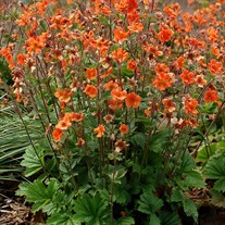 Geum RUSTICO Orange
