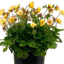 Geum TEMPO Yellow