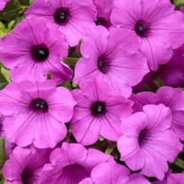 Supertunia Vista Jazzberry Petunia