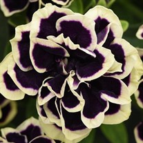 Petunia 'Midnight Gold'