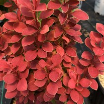 SUNJOY ORANGE PILLAR Barberry