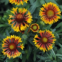 Gaillardia 'Fire Wheels'