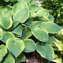 Hosta 'Abiqua Moonbeam'