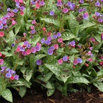 Pulmonaria ‘Dark Vader’