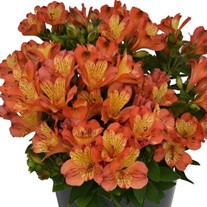 Alstroemeria Inca Safari