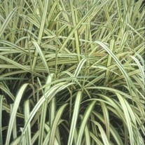 Miscanthus 'Cabaret' Maiden Grass, Eulalia