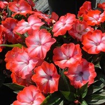 Super Sonic® Orange Ice New Guinea