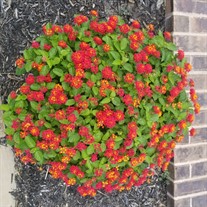 Bandana® 'Landscape Red'  Lantana 