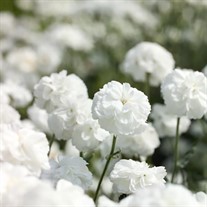 'Marshmallow' Achillea Yarrow