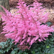 Astilbe 'Razzle Dazzle'