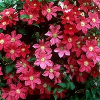 Ernest Markham Clematis Vine