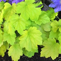 'Electric Lime' ppaf