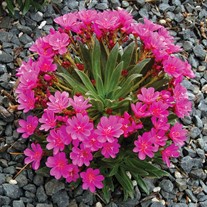 Lewisia ‘Constant Comment’