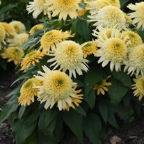 Echinacea 'Butter Pecan' ppaf